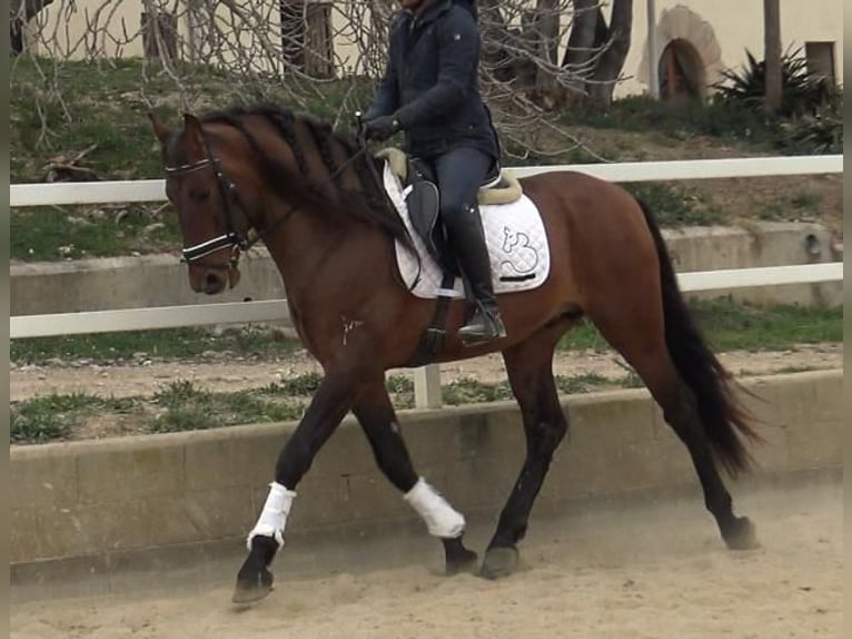 PRE Mix Hengst 4 Jahre 171 cm Brauner in Barcelona