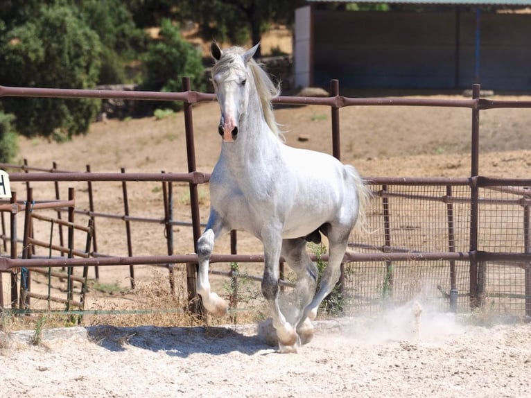 PRE Mix Hengst 4 Jahre 171 cm Schimmel in Navas Del Madroño