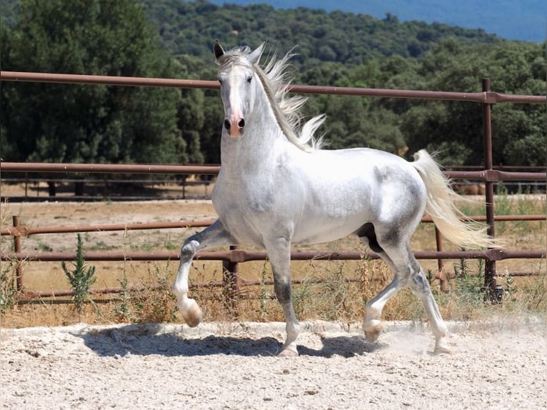 PRE Mix Hengst 4 Jahre 171 cm Schimmel in Navas Del Madroño