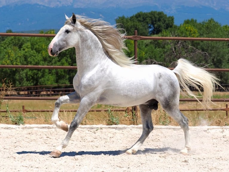 PRE Mix Hengst 4 Jahre 171 cm Schimmel in Navas Del Madroño