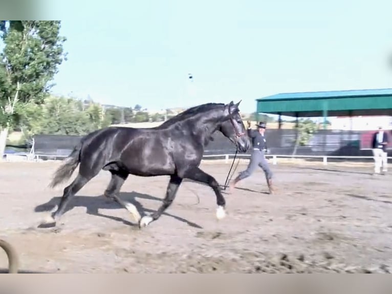 PRE Mix Hengst 4 Jahre 172 cm Apfelschimmel in Talavera De La Reina