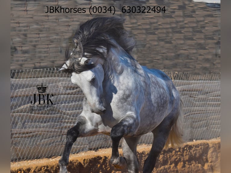 PRE Hengst 4 Jahre 172 cm Apfelschimmel in Tabernas Almeria