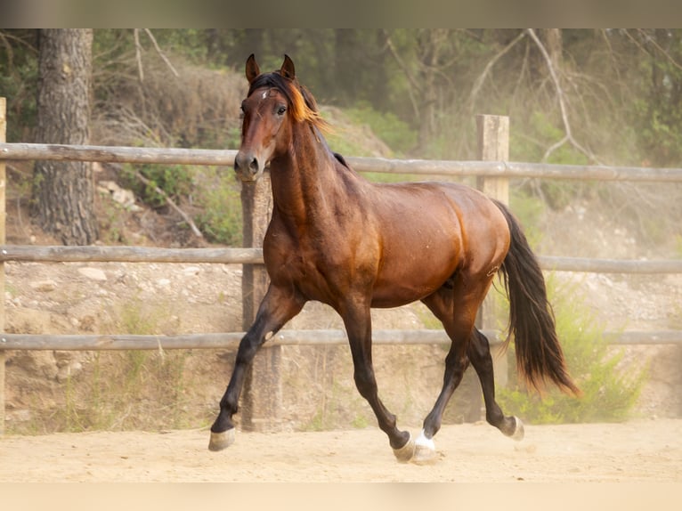 PRE Mix Hengst 4 Jahre 172 cm Brauner in El Catllar
