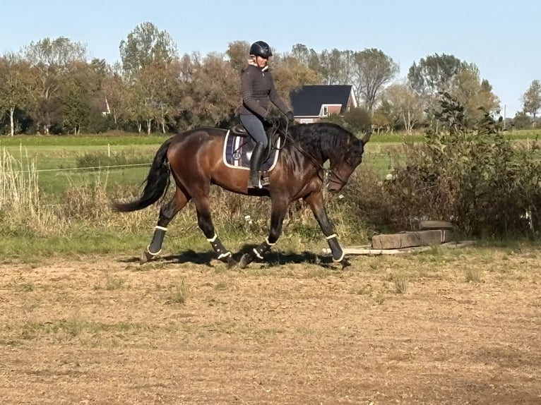 PRE Hengst 4 Jahre 172 cm Brauner in Wremen