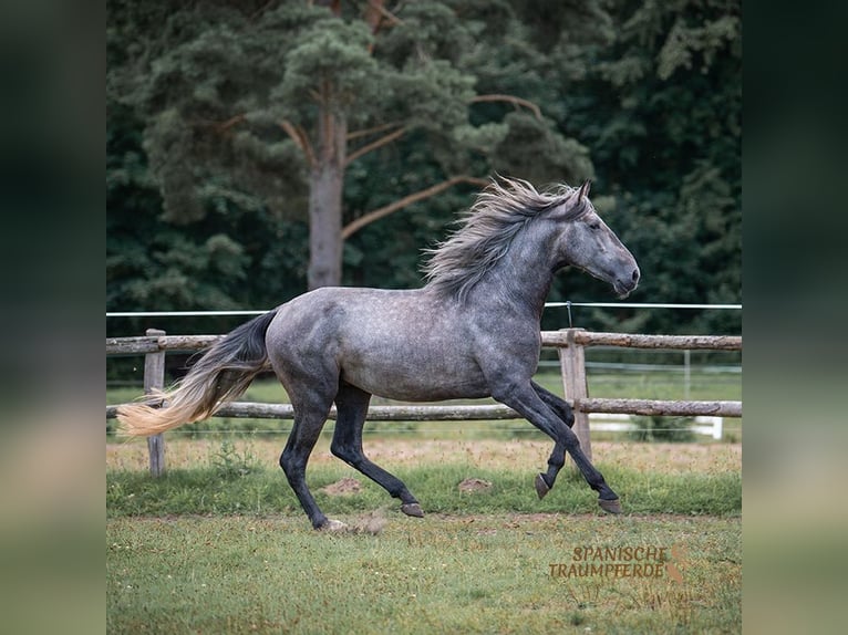 PRE Mix Hengst 4 Jahre 172 cm Schimmel in Traventhal