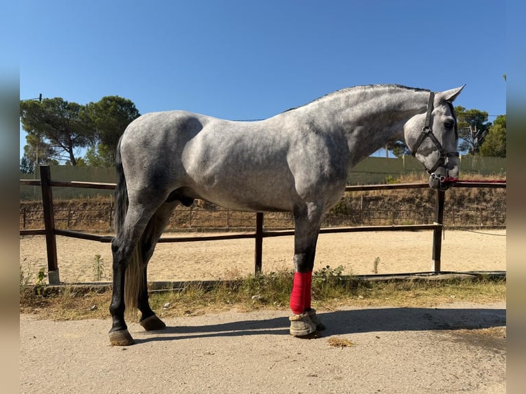 PRE Hengst 4 Jahre 172 cm Schimmel in Terrassa