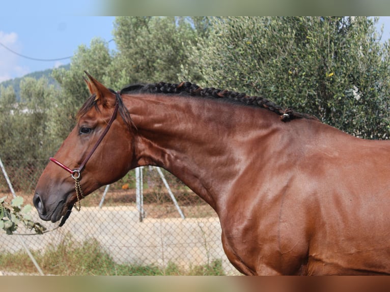 PRE Mix Hengst 4 Jahre 173 cm Brauner in Sentmenat