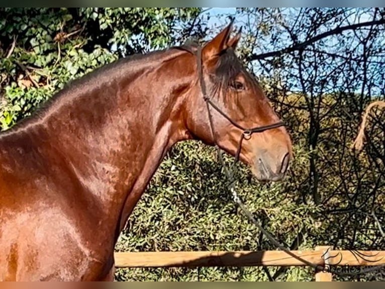 PRE Hengst 4 Jahre 173 cm Brauner in Barcelona