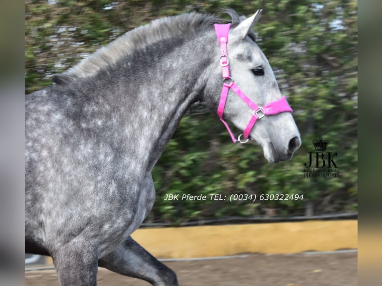 PRE Mix Hengst 4 Jahre 174 cm Apfelschimmel in Tabernas Almeria