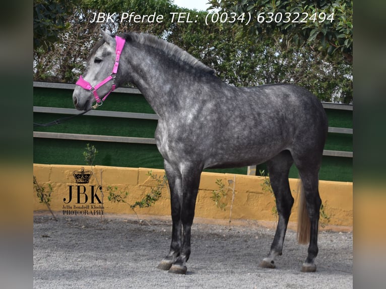 PRE Mix Hengst 4 Jahre 174 cm Apfelschimmel in Tabernas Almeria