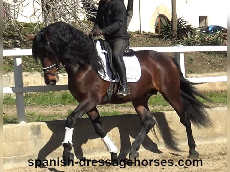 PRE Mix Hengst 4 Jahre 174 cm Brauner in Barcelona