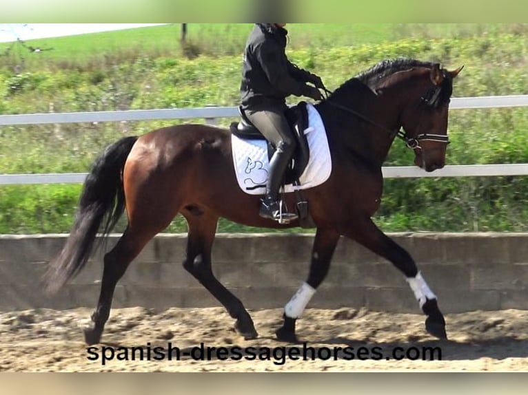 PRE Mix Hengst 4 Jahre 174 cm Brauner in Barcelona