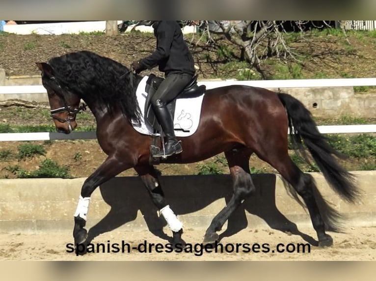 PRE Mix Hengst 4 Jahre 174 cm Brauner in Barcelona