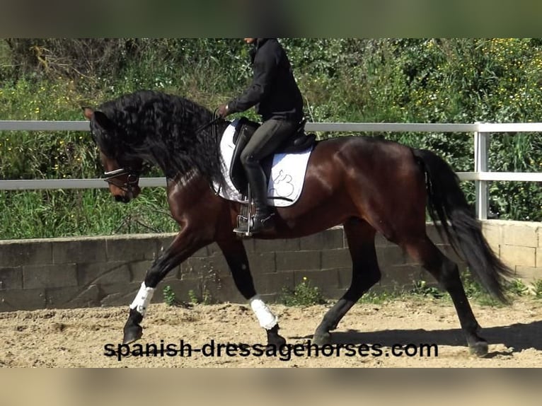 PRE Mix Hengst 4 Jahre 174 cm Brauner in Barcelona