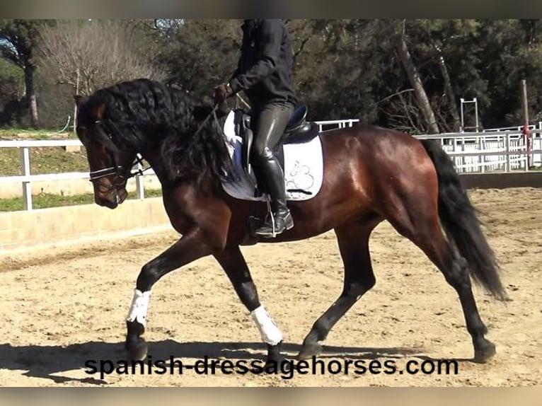 PRE Mix Hengst 4 Jahre 174 cm Brauner in Barcelona