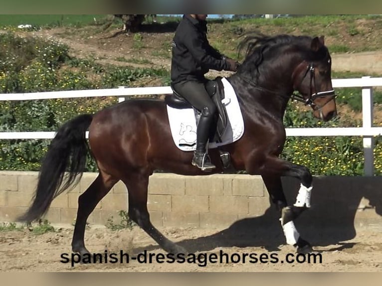 PRE Mix Hengst 4 Jahre 174 cm Brauner in Barcelona