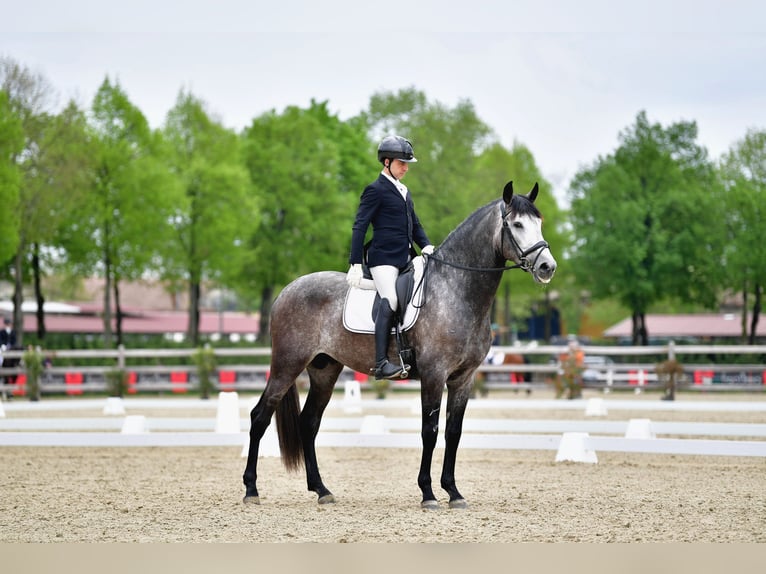 PRE Hengst 4 Jahre 175 cm Schimmel in Rovello Porro