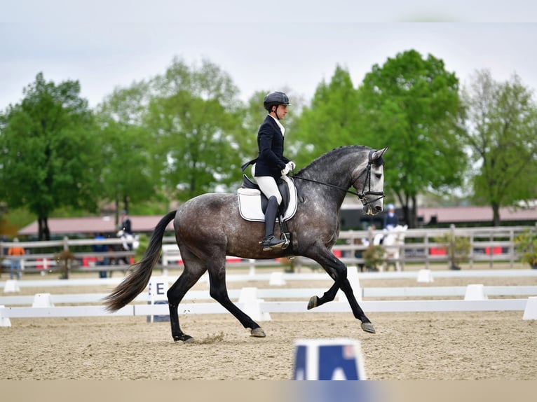 PRE Hengst 4 Jahre 175 cm Schimmel in Rovello Porro