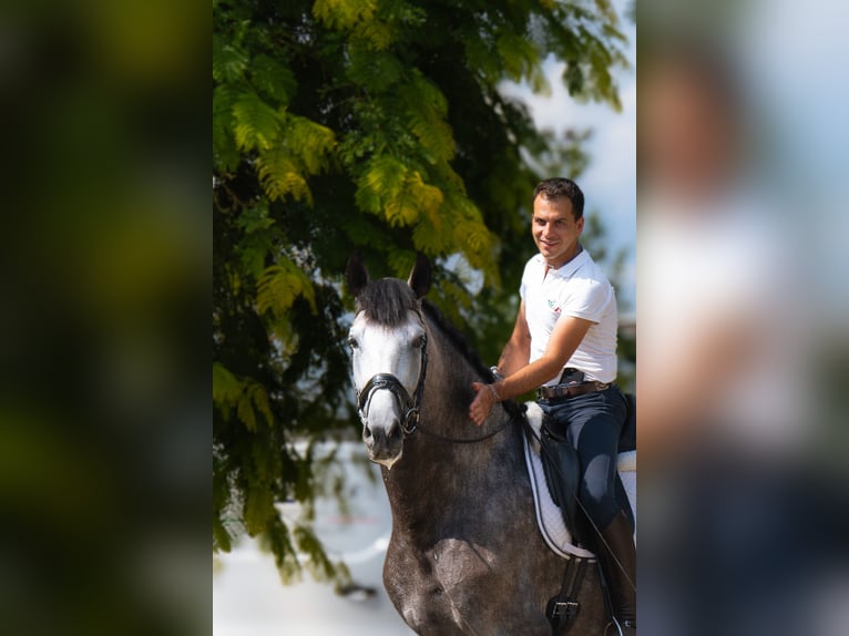 PRE Hengst 4 Jahre 175 cm Schimmel in Rovello Porro