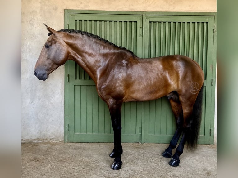PRE Mix Hengst 4 Jahre 178 cm Brauner in Cañada De San Pedro