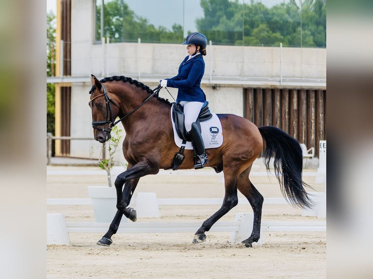 PRE Mix Hengst 4 Jahre 178 cm Brauner in Cañada De San Pedro