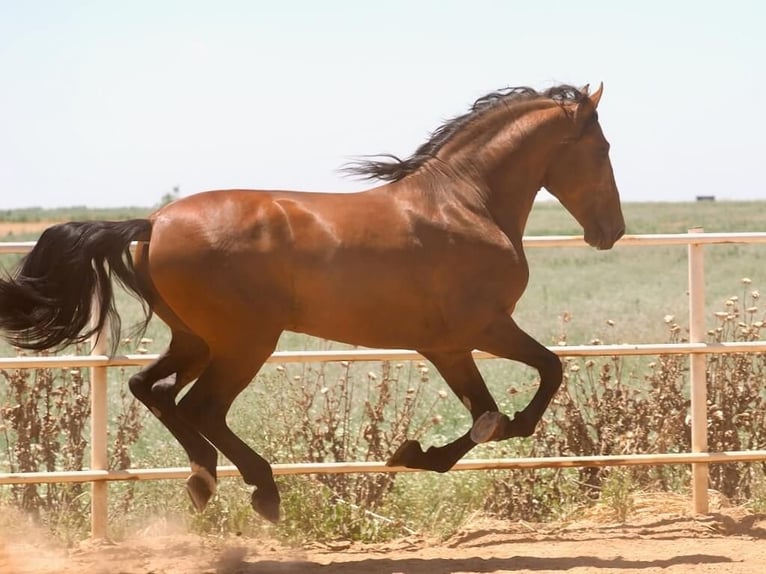 PRE Mix Hengst 4 Jahre 181 cm Brauner in Navas Del Madro&#xF1;o