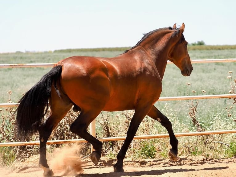 PRE Mix Hengst 4 Jahre 181 cm Brauner in Navas Del Madro&#xF1;o