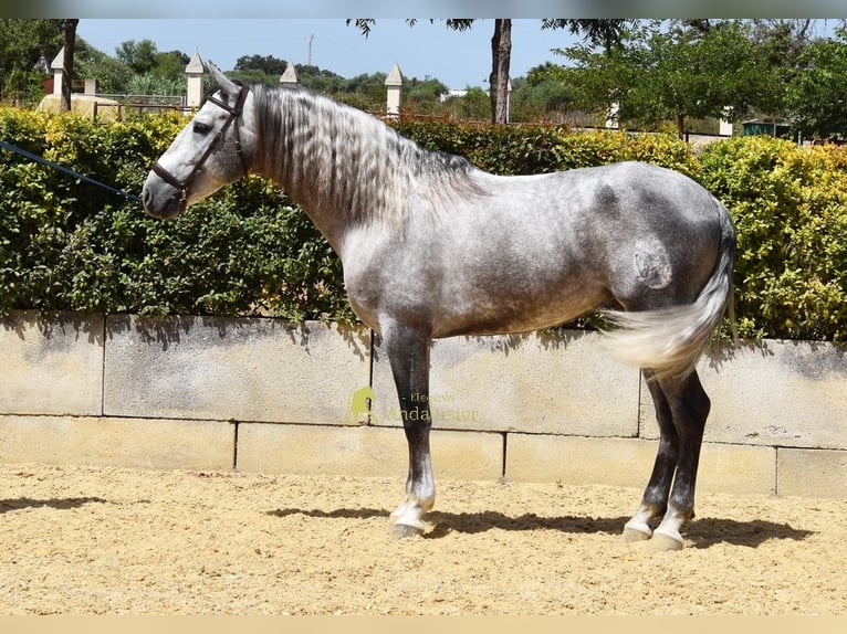PRE Hengst 4 Jahre Schimmel in Provinz Malaga