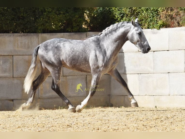 PRE Hengst 4 Jahre Schimmel in Provinz Malaga