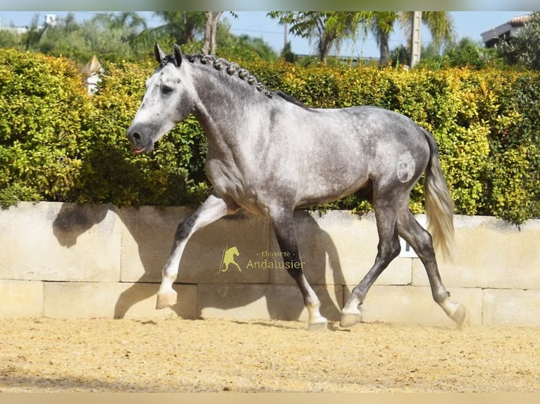 PRE Hengst 4 Jahre Schimmel in Provinz Malaga