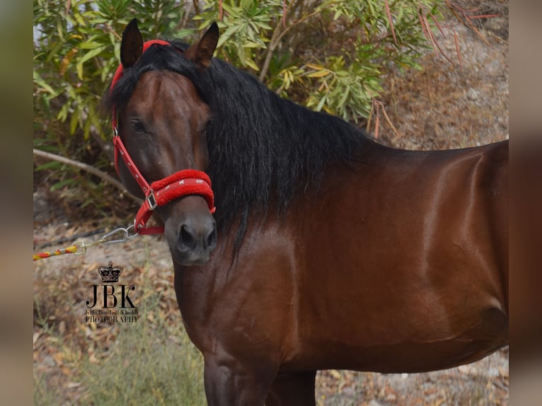 PRE Hengst 5 Jaar 154 cm Bruin in Tabernas Almeria