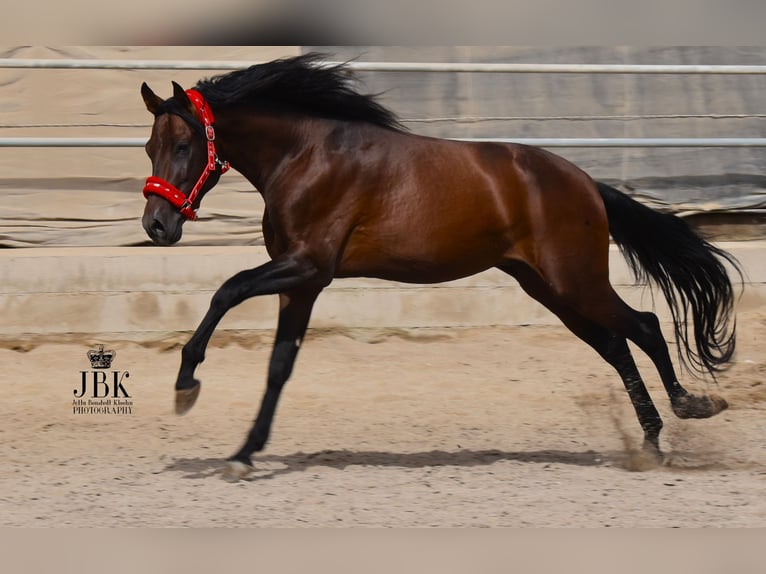 PRE Hengst 5 Jaar 154 cm Bruin in Tabernas Almeria