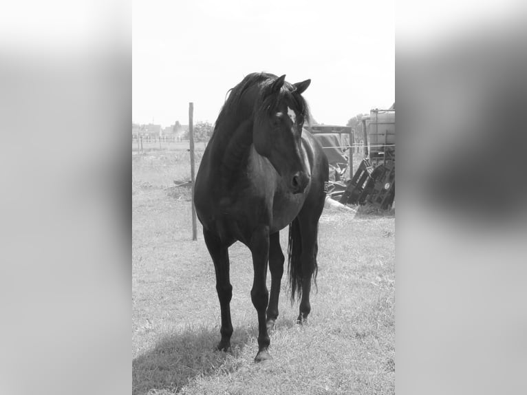 PRE Mix Hengst 5 Jaar 154 cm Wit in Ekeren