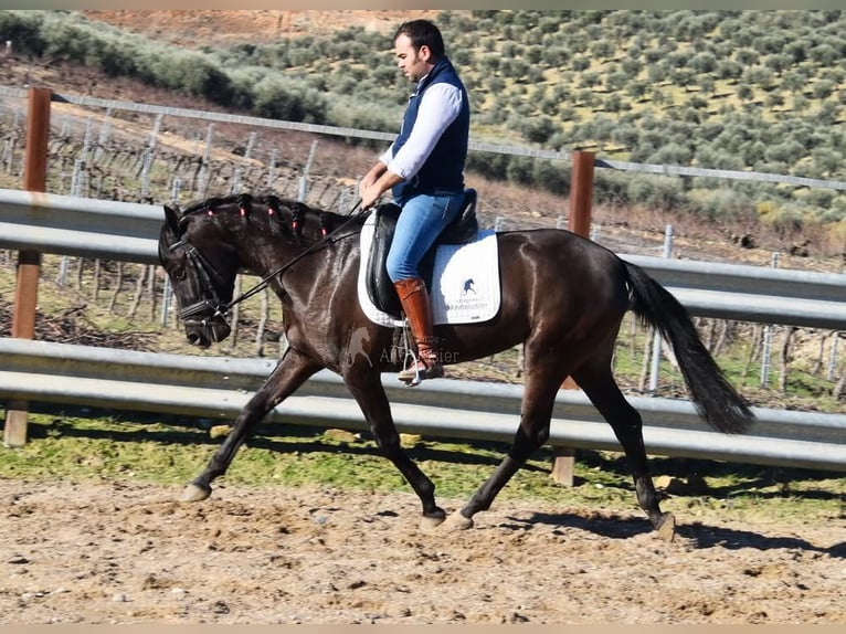 PRE Hengst 5 Jaar 154 cm Zwart in Provinz Cordoba