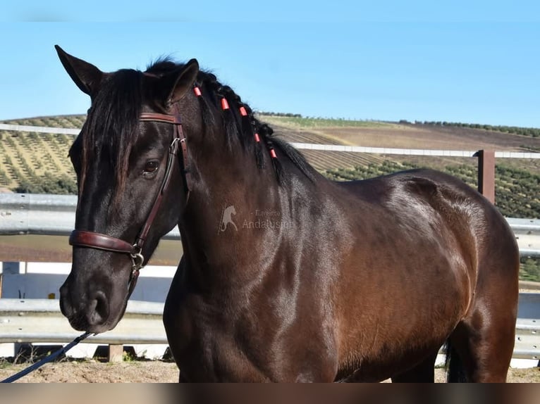 PRE Hengst 5 Jaar 154 cm Zwart in Provinz Cordoba