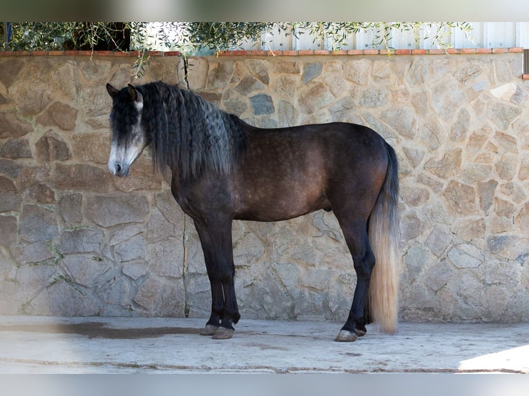 PRE Hengst 5 Jaar 155 cm Schimmel in Vejer de la Frontera