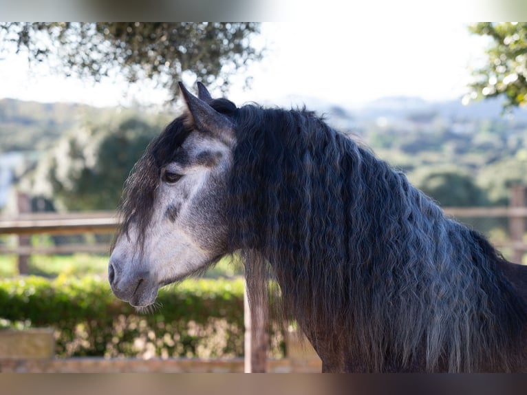 PRE Hengst 5 Jaar 155 cm Schimmel in Vejer de la Frontera