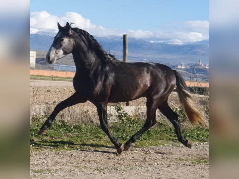 PRE Hengst 5 Jaar 155 cm Schimmel in Vejer de la Frontera