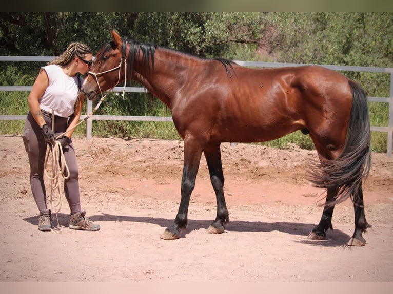 PRE Mix Hengst 5 Jaar 156 cm Bruin in Valencia