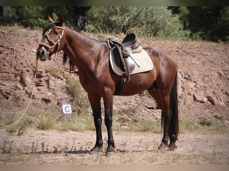 PRE Mix Hengst 5 Jaar 156 cm Bruin in Valencia
