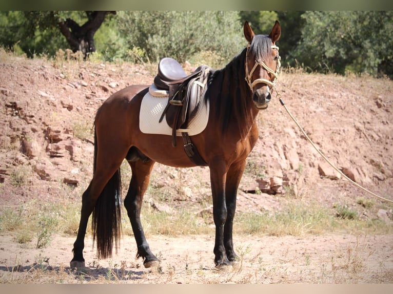 PRE Mix Hengst 5 Jaar 156 cm Bruin in Valencia
