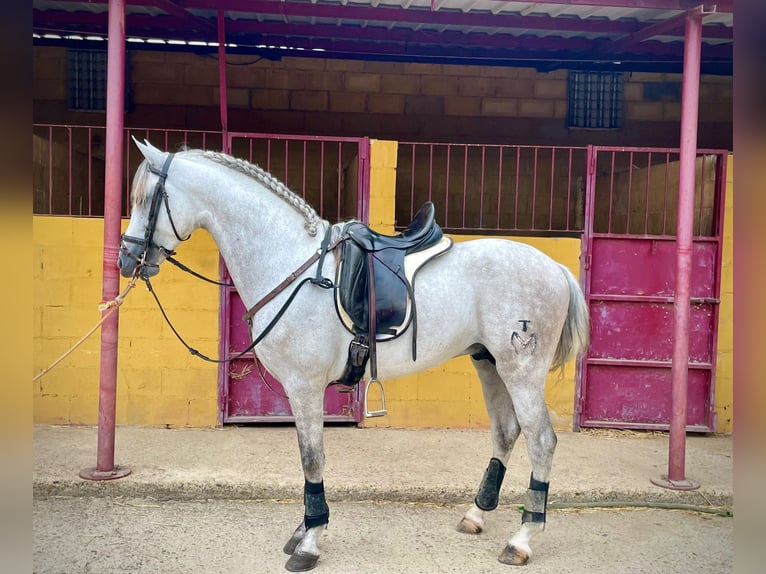 PRE Mix Hengst 5 Jaar 156 cm Schimmel in Galaroza