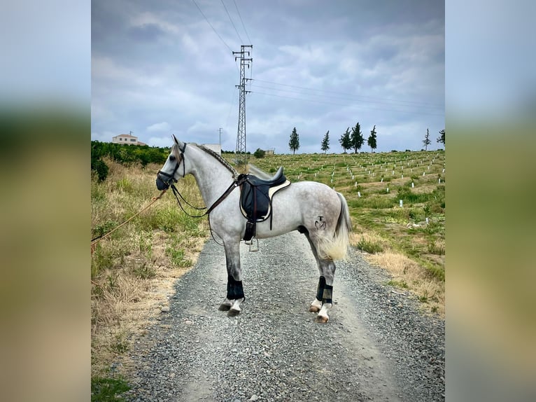 PRE Mix Hengst 5 Jaar 156 cm Schimmel in Galaroza