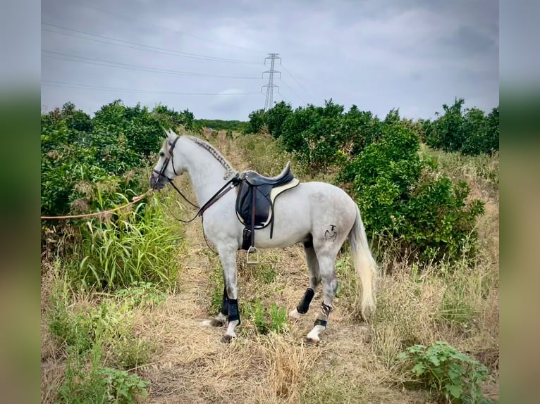 PRE Mix Hengst 5 Jaar 156 cm Schimmel in Galaroza