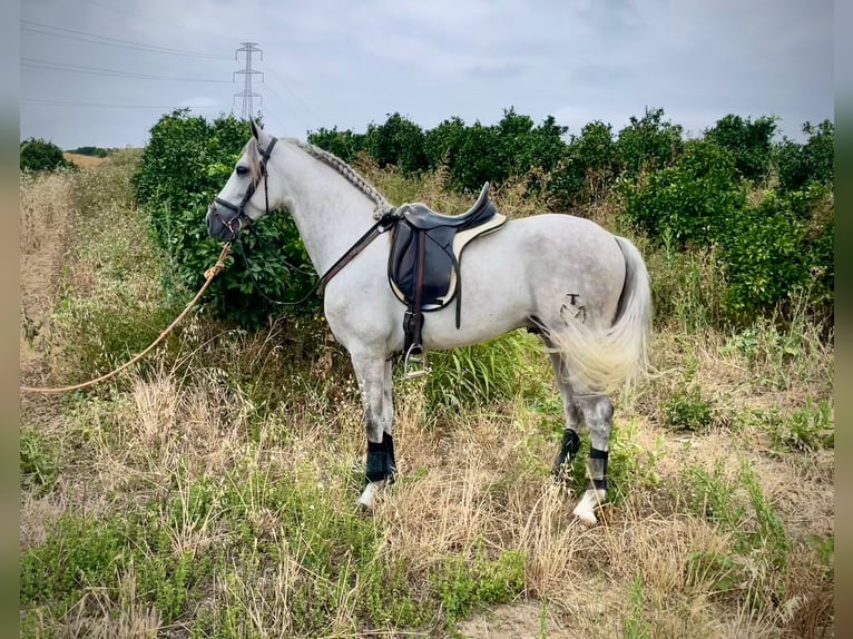 PRE Mix Hengst 5 Jaar 156 cm Schimmel in Galaroza