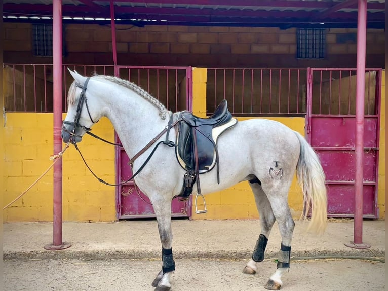 PRE Mix Hengst 5 Jaar 156 cm Schimmel in Galaroza