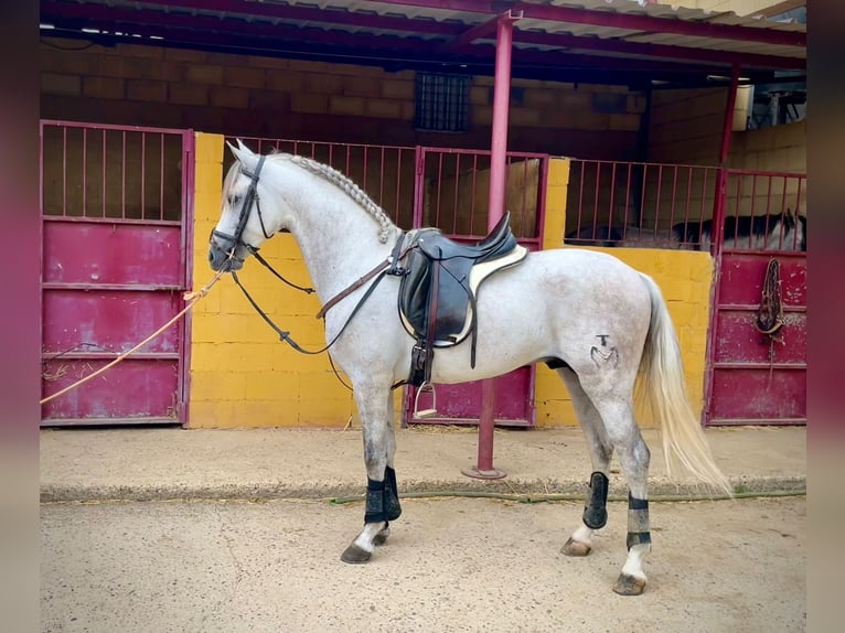 PRE Mix Hengst 5 Jaar 156 cm Schimmel in Galaroza