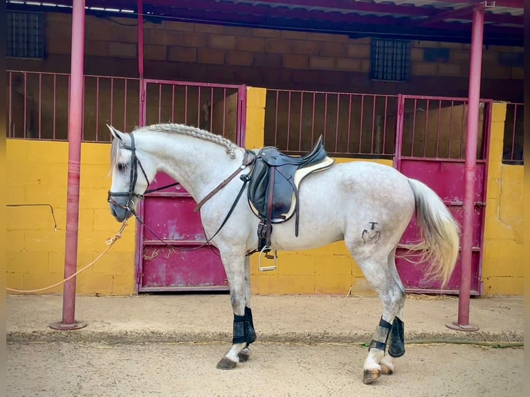 PRE Mix Hengst 5 Jaar 156 cm Schimmel in Galaroza