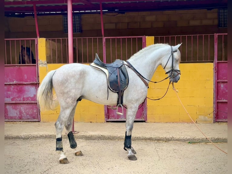 PRE Mix Hengst 5 Jaar 156 cm Schimmel in Galaroza