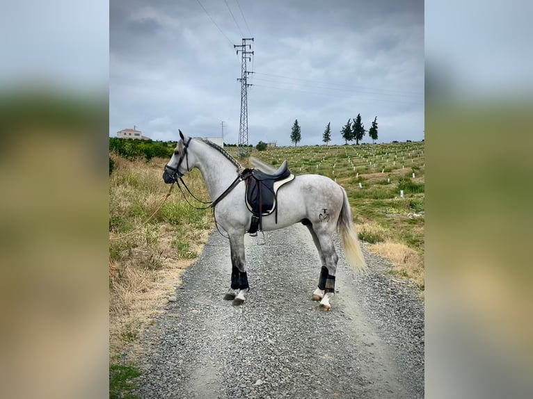 PRE Mix Hengst 5 Jaar 156 cm Schimmel in Galaroza